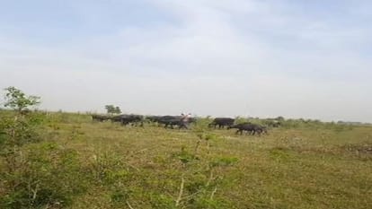 Case registered against 12 people for destroying trees