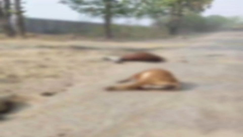 Six cattle died after being hit by a heavy vehicle in Korba