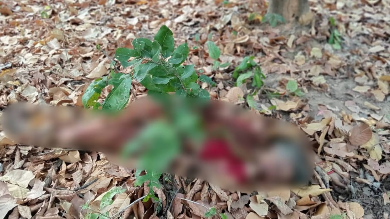 Umaria News Woman who went to collect Mahua bin attacked by tiger died on the spot