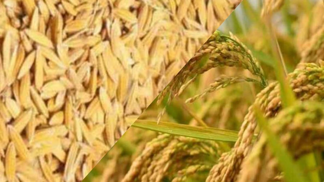 Sehore Fraud procurement centres wheat paddy are being purchased from farmers last year price