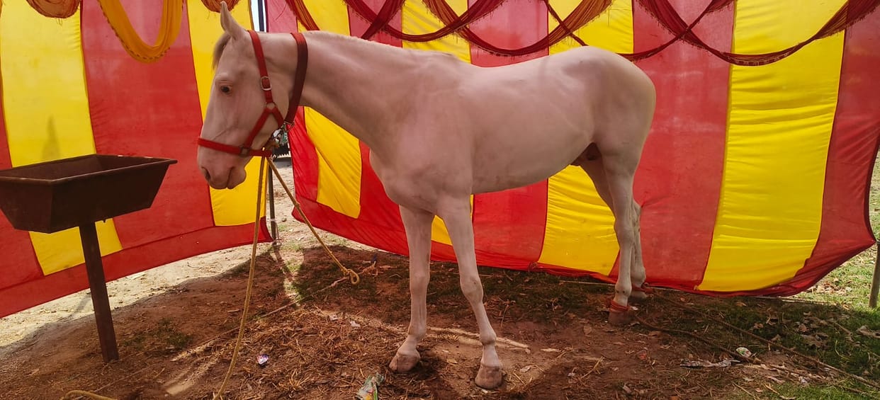 Horse worth Rs. 17 lakh becomes center of attraction in cattle fair in Sardhana
