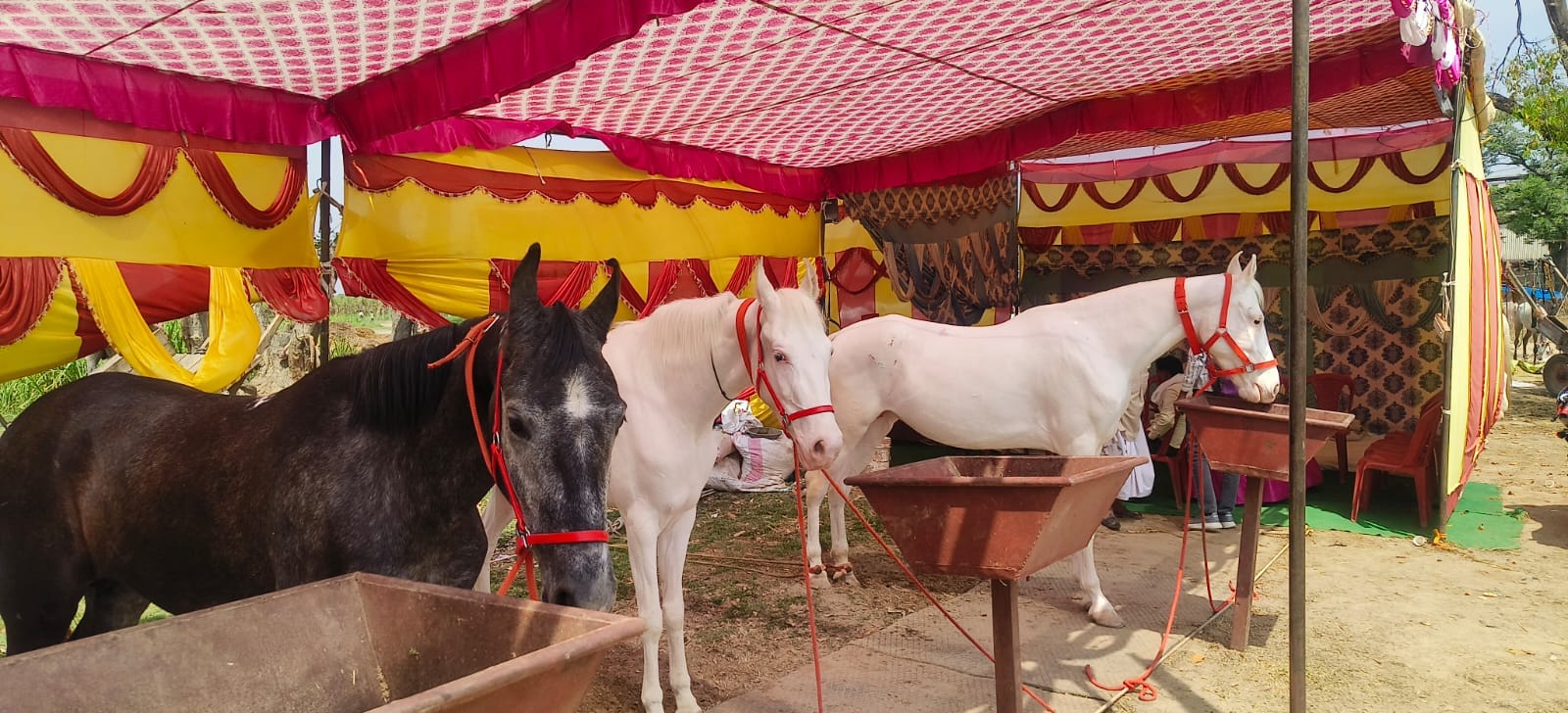 Horse worth Rs. 17 lakh becomes center of attraction in cattle fair in Sardhana