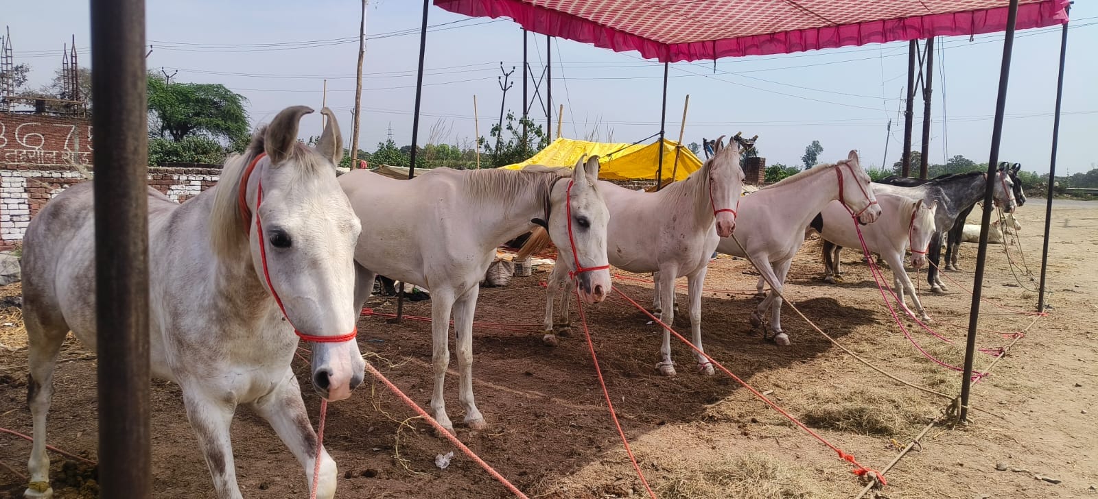 Horse worth Rs. 17 lakh becomes center of attraction in cattle fair in Sardhana