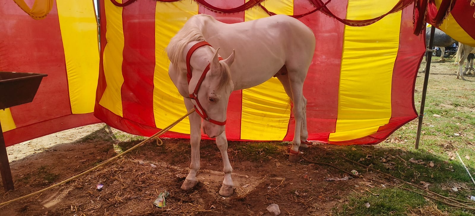 Horse worth Rs. 17 lakh becomes center of attraction in cattle fair in Sardhana