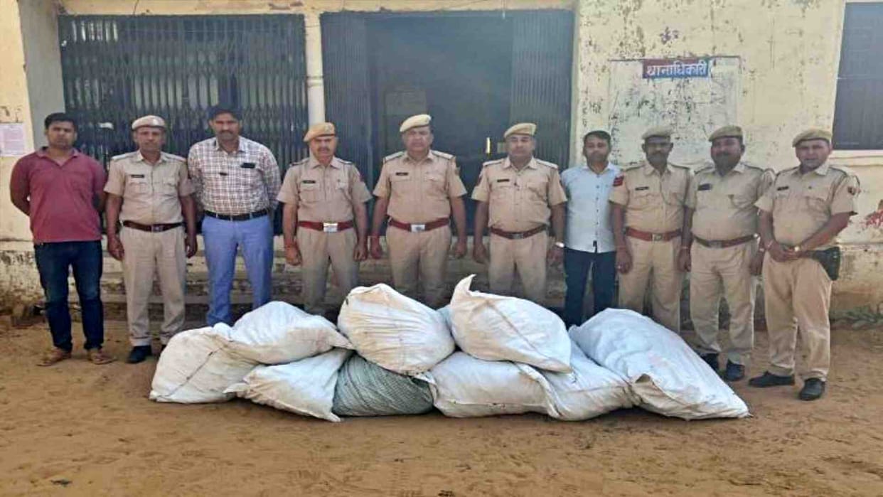 Dausa News: Police took action against cultivation of ganja under the cover of wheat crop