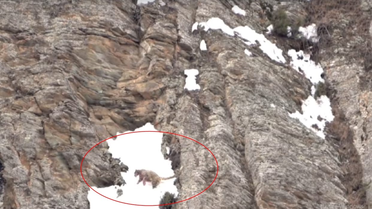 Bloody fight between four snow leopards in Jobrang hills, two injured