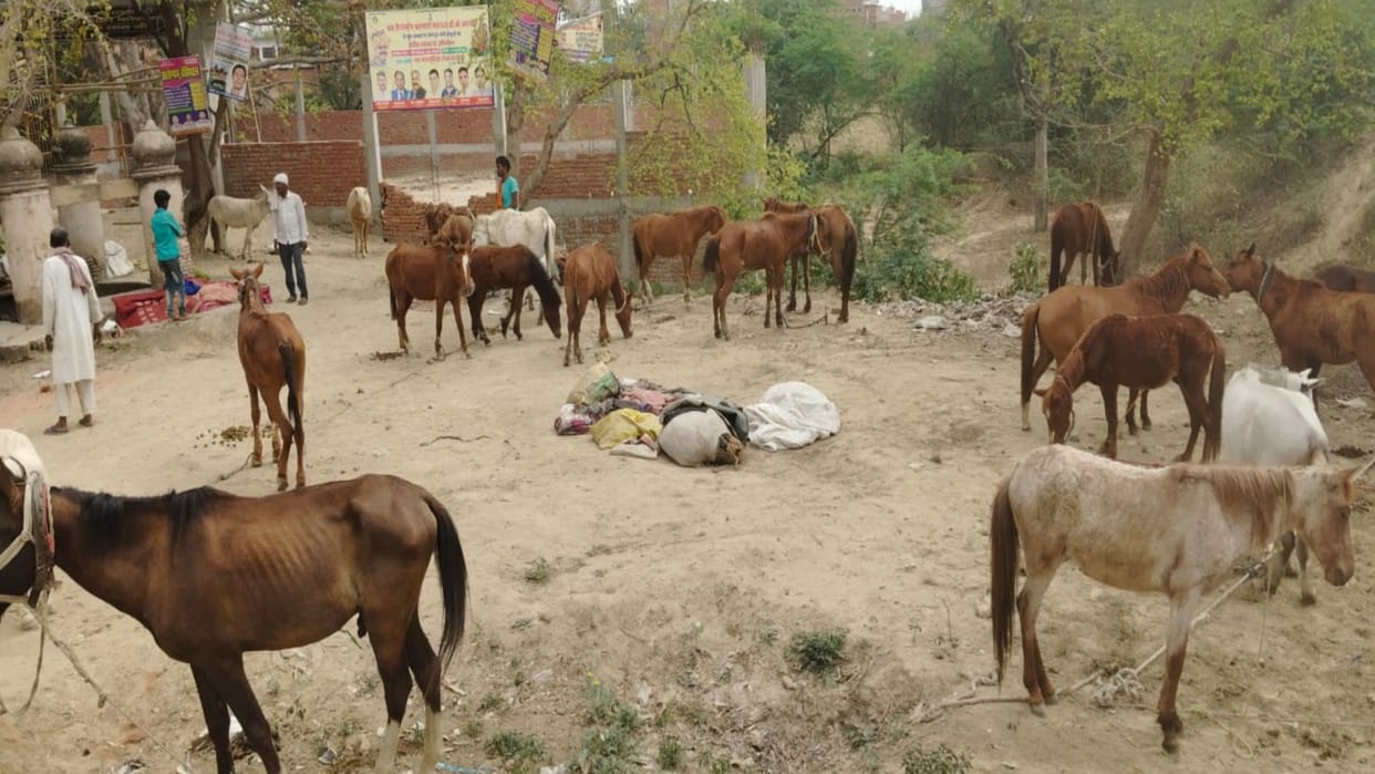 Amazing Gardabha Fair of Kaushambi started, traders arrived from every corner of the country.