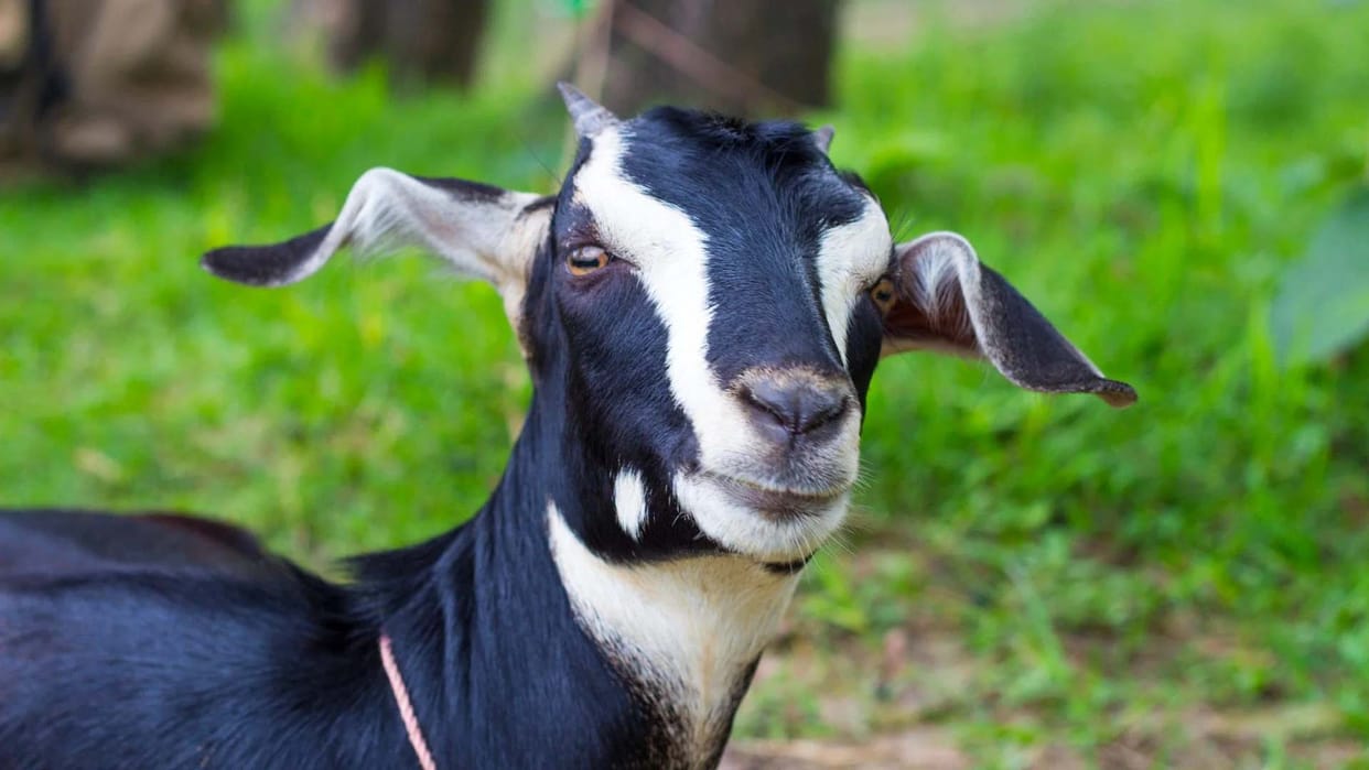 Kanpur: Now artificial insemination of goats will also be done