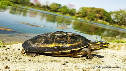 Agra: Yamuna river water became clean rare species of turtles found they will be protected