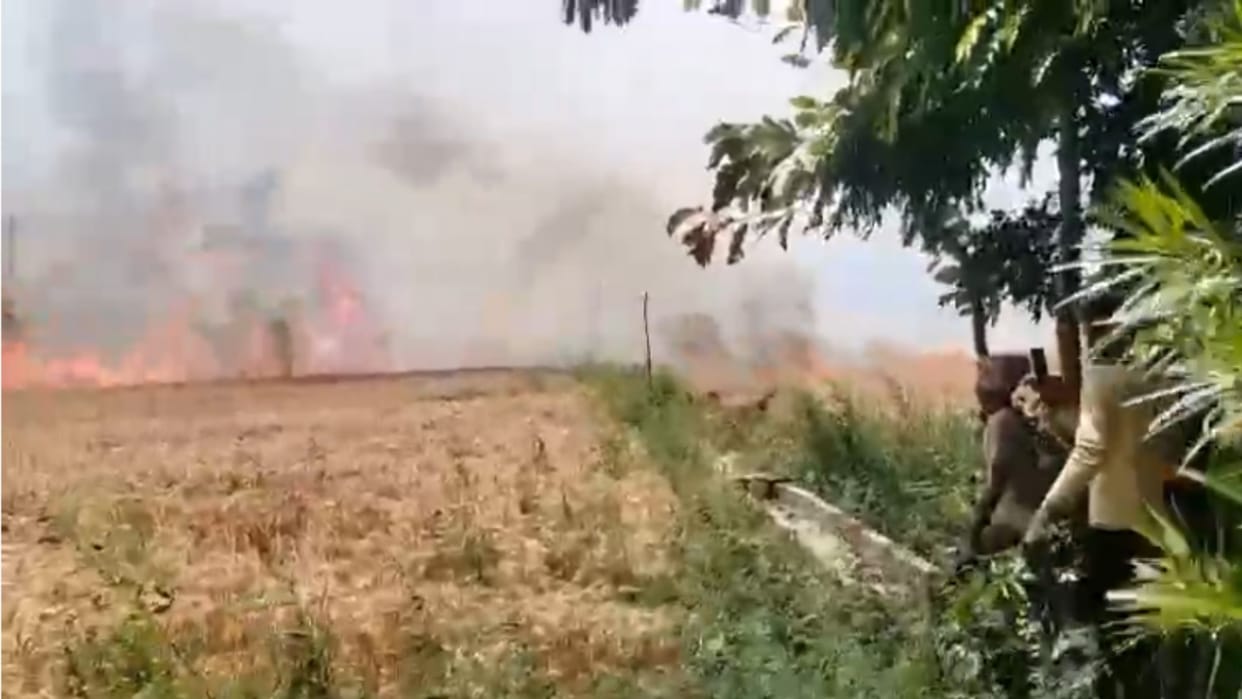 Wheat crop burnt due to fire caused by spark from transformer in ballia