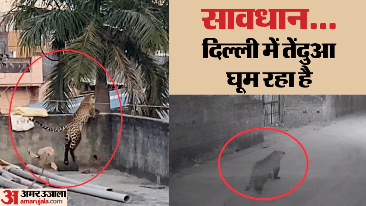 Leopard entered Jagatpur village of delhi created panic among people injured four people
