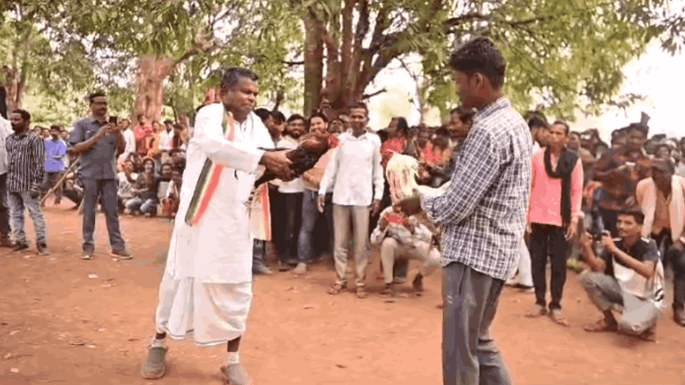 CG lok sabha election 2024 Video of Lok Sabha candidate Kawasi Lakhma fighting cock in cock market goes viral