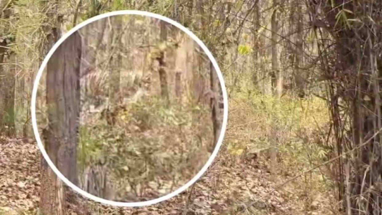 Umaria News: Hunting of the king of the jungle caught on camera
