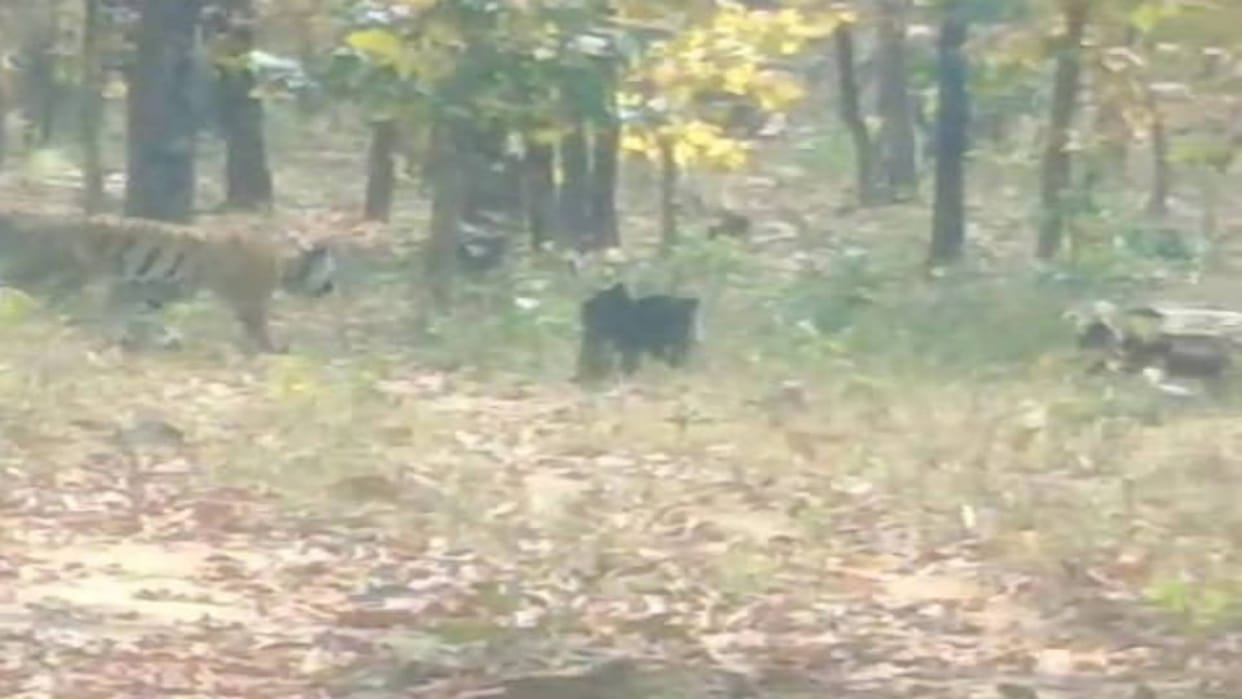 Nauradehi Sanctuary Lai Kajri Tigress hunted cow during visit to Tiger Reserve