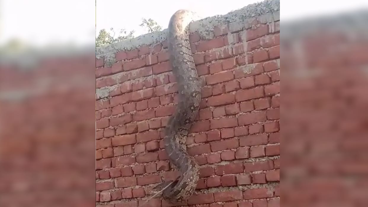 Python climbed on the wall: Crowd gathered to see the giant python, forest department did the rescue