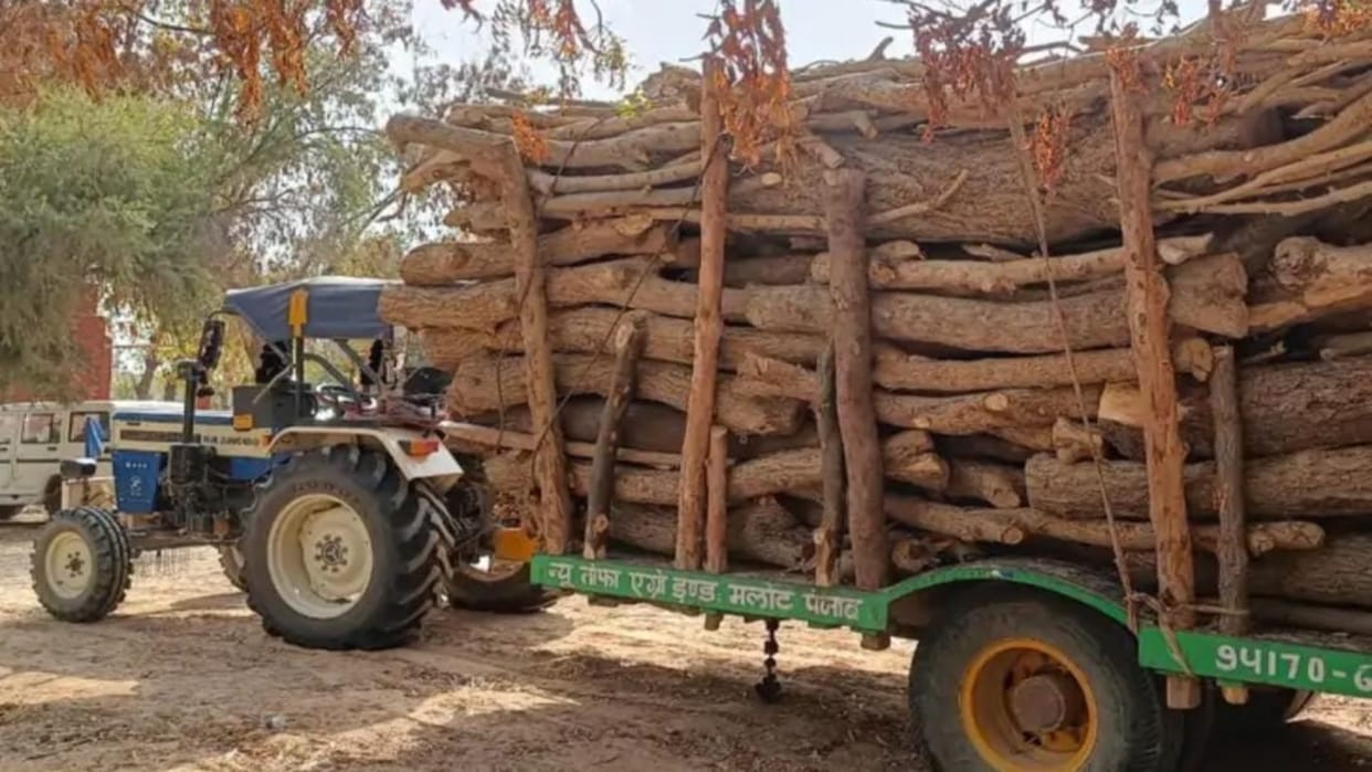 Sri Ganganagar: Forest department and police caught 3 vehicles in illegal cutting of trees case, wood seized