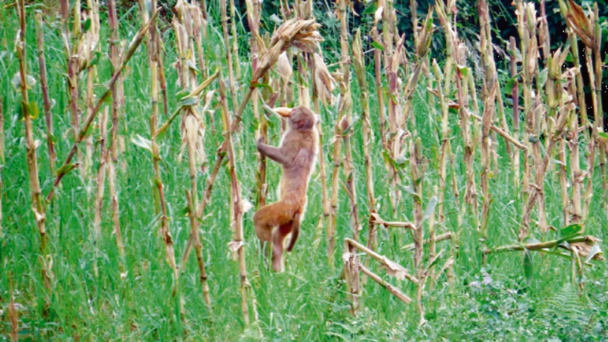 How income will be doubled: 80 percent farming in Himachal depends on rain, wild animals are destroying crops.