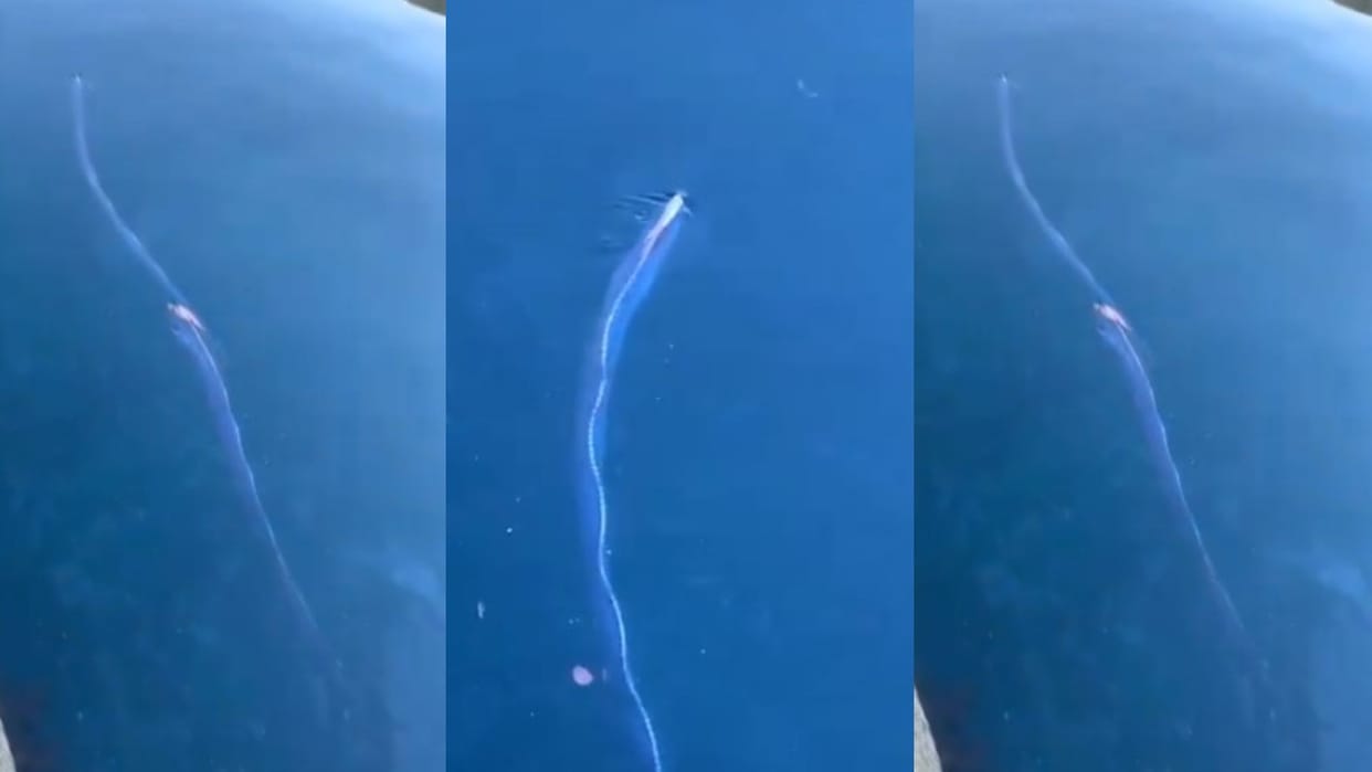 weird fish looks like a snake in water alien fish in water viral video oarfish