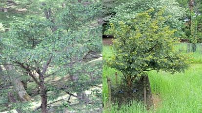 Birmi Himalayan hue Taxus contorta a medicinal species helpful in cancer treatment, is in danger.