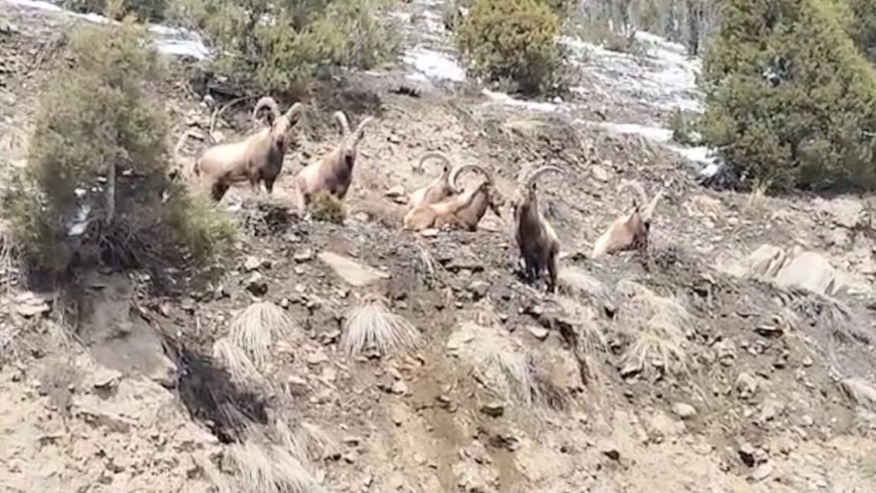 Ban on hunting: Ibex roaming in residential areas in Lahaul Valley