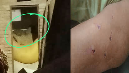 Dholpur News: Panther attack on 2 villagers, after several efforts they will now tranquilize and catch them