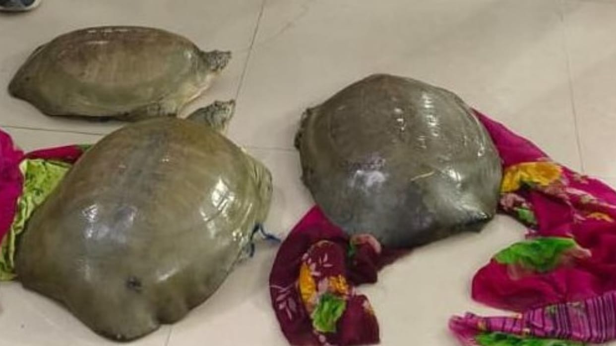 three turtles found in general coach at ddu junction in chandauli