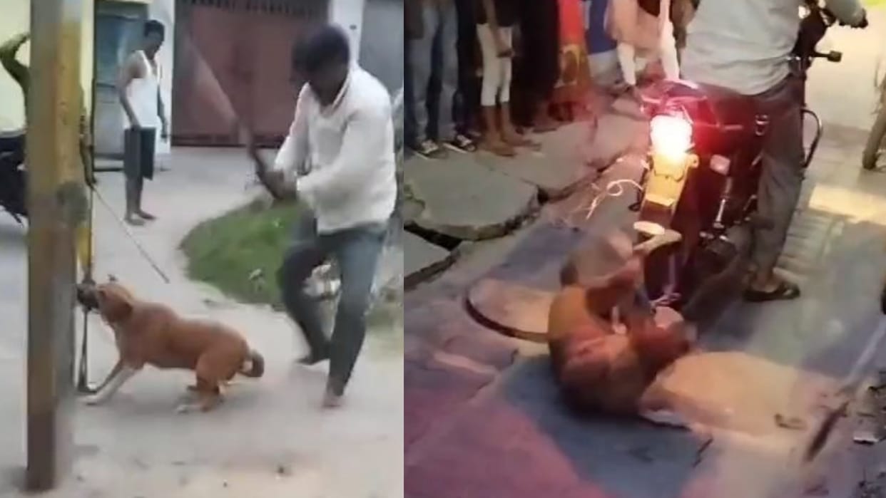 A couple beat a street dog brutally in Lucknow.