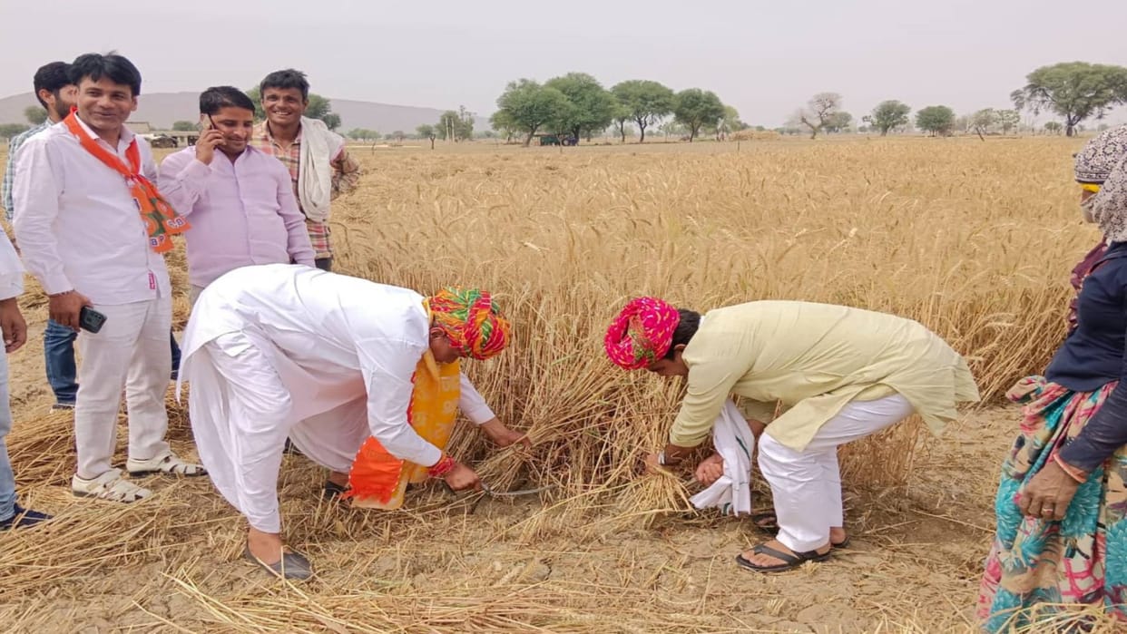RJ Lok Sabha Election BJP candidate Kanhaiyalal Meena appeals for votes by cutting wheat