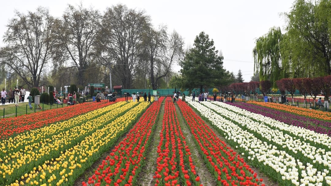 Tulip Garden Srinagar: More than one lakh people saw tulips blooming in kashmir in just 11 days