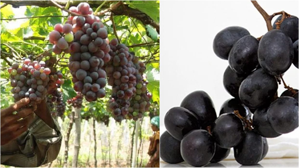 Climate Change Effect on Grape Cultivation Farmers suffering in over 70 percent area research