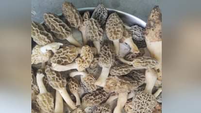 Himachal: Now Gucchi will be grown in greenhouse; Trial will be conducted in three states, seeds ready