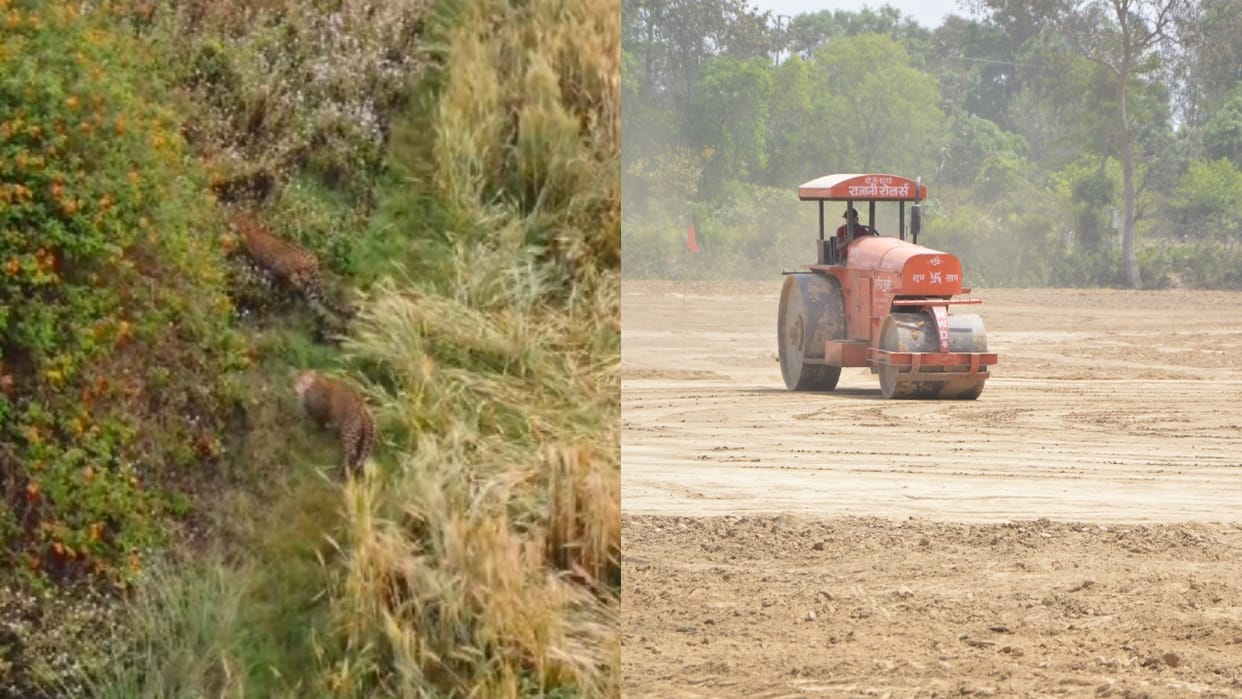 Leopard seen with two cubs near helipad of pm narendra modi election rally in pilibhit