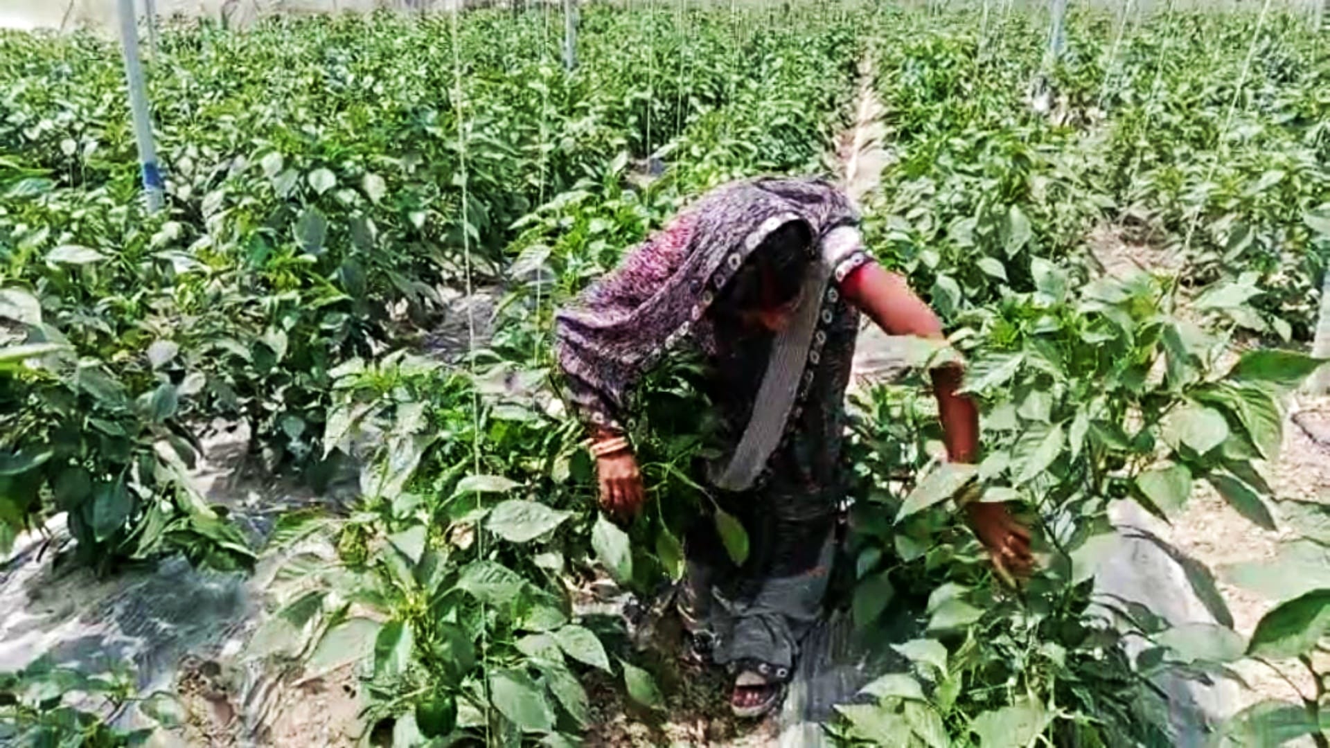 Bihar News: Pinky Devi of Muzaffarpur became an example for women by doing organic farming