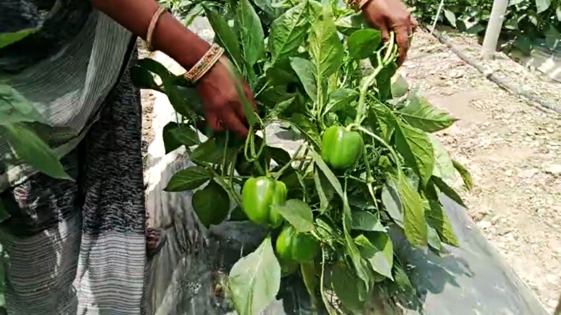 Bihar News: Pinky Devi of Muzaffarpur became an example for women by doing organic farming