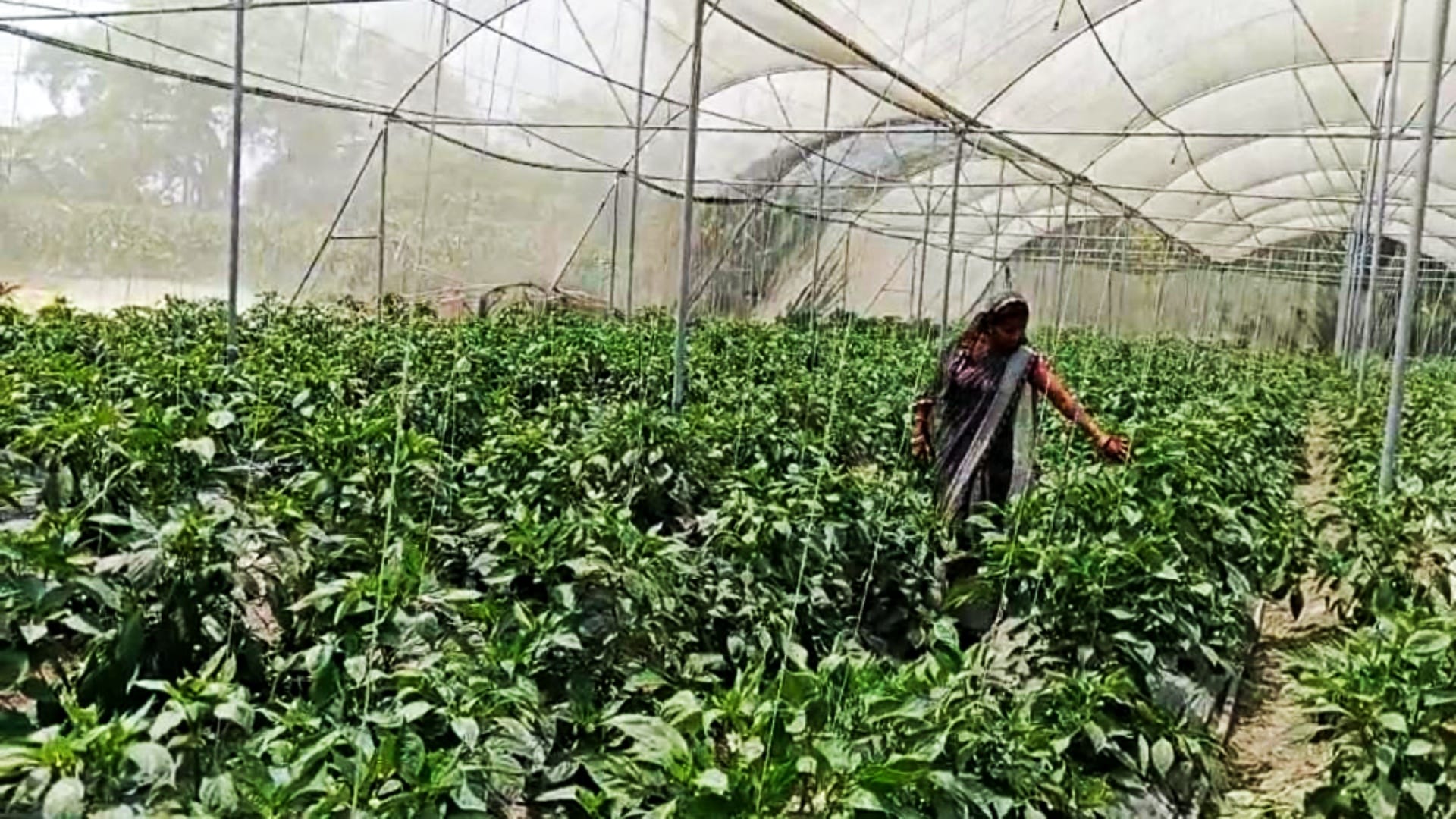 Bihar News: Pinky Devi of Muzaffarpur became an example for women by doing organic farming