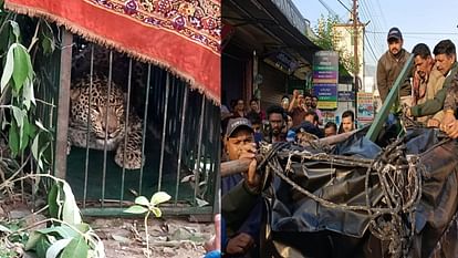 Guldar caught in cage ten hours after attack on girl Srinagar Garhwal Uttarakhand News in hindi