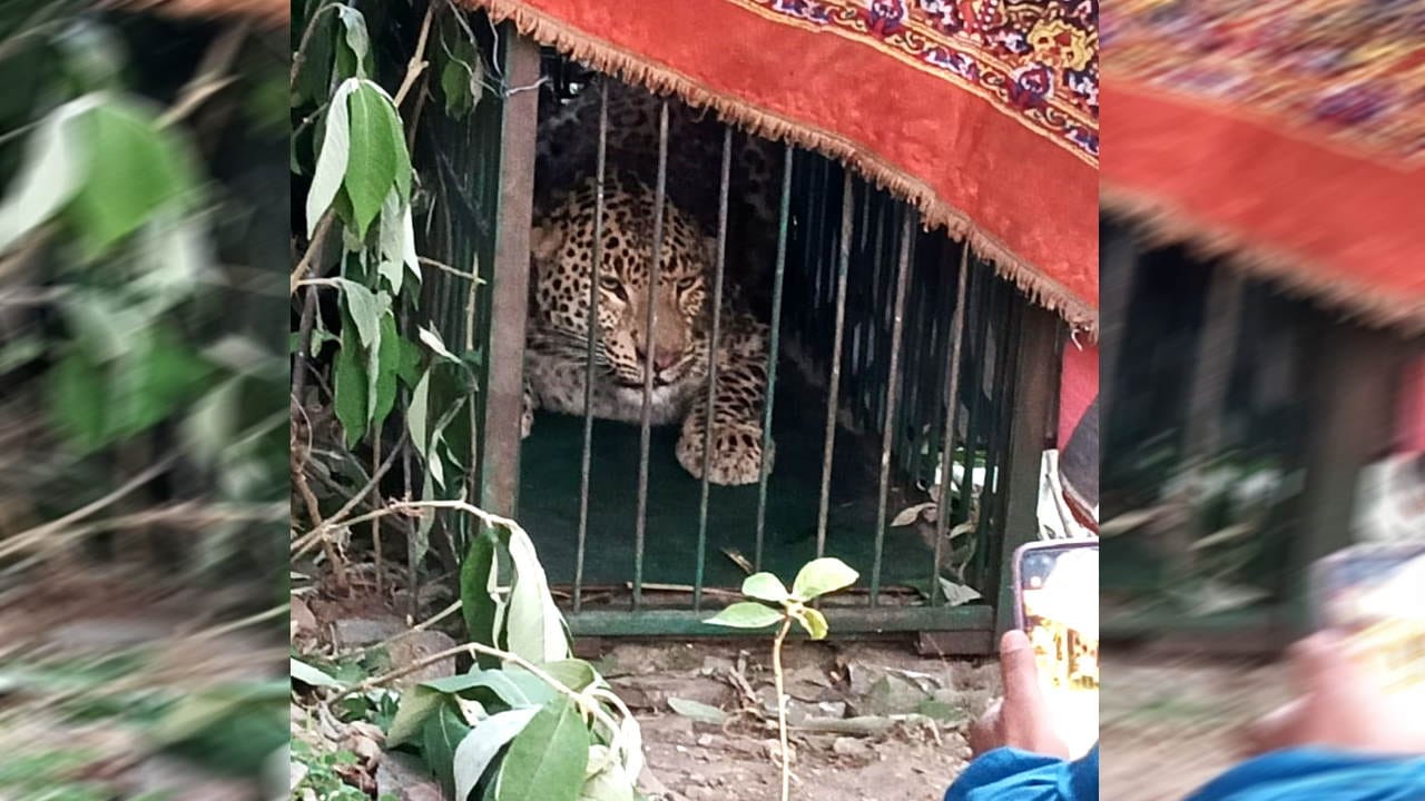 Guldar caught in cage ten hours after attack on girl Srinagar Garhwal Uttarakhand News in hindi