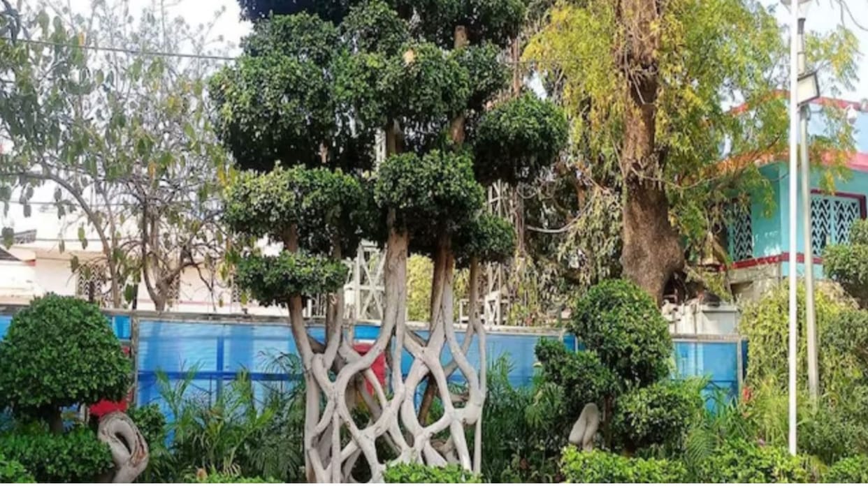 Special tree brought from Thailand and planted at New Delhi station