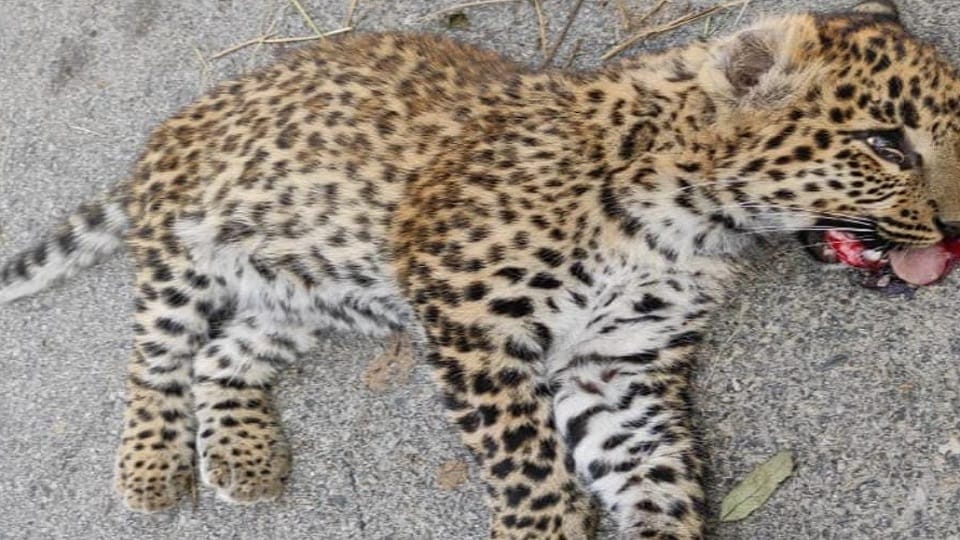 dead body of leopard cub in Lohaghat-Pithoragarh National Highway