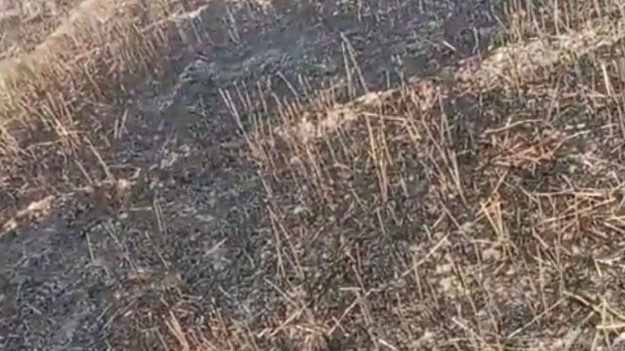 Fire broke out due short circuit in jaunpur three bighas wheat crop burnt