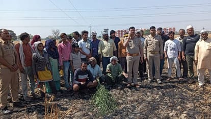 Firozabad: एचटी लाइन का तार टूटकर खेत में गिरा, गेहूं की फसल जलकर राख; आग से बालिका झुलसी three bighas of wheat crop got burnt after HT line wire broke and fell in field In Firozabad