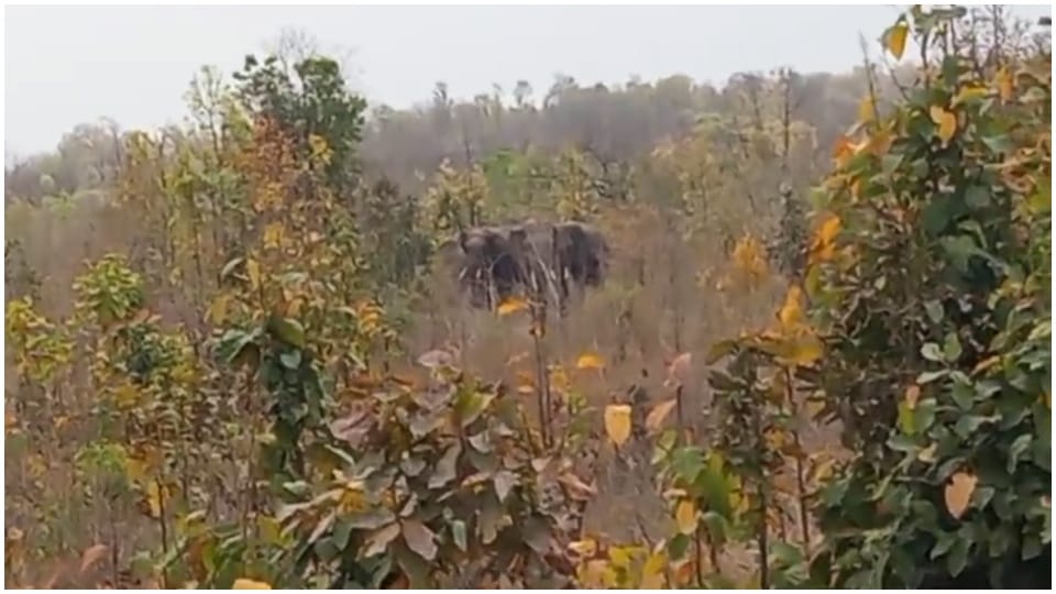 Half dozen wild elephants knocked in Khadauli village, causing damage to standing crops of farmers