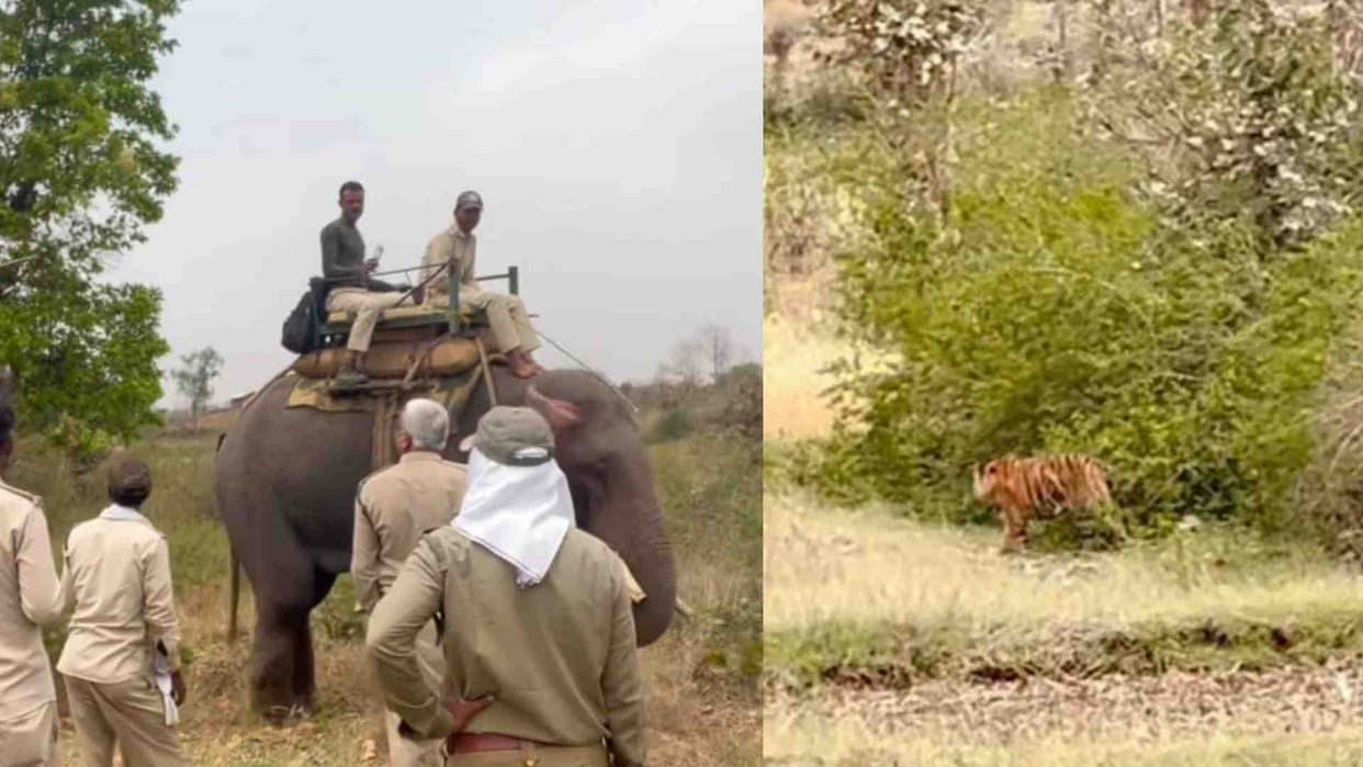 Umaria News: Mamaria Park staff chased the tiger that entered village Rohaniya into the forest.
