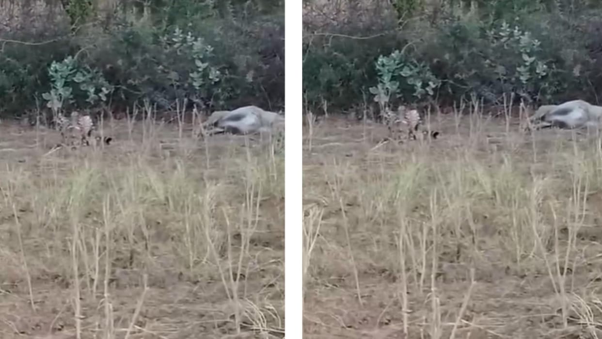 Cheetah Veera, who escaped from Kuno, made Chambal her new home.