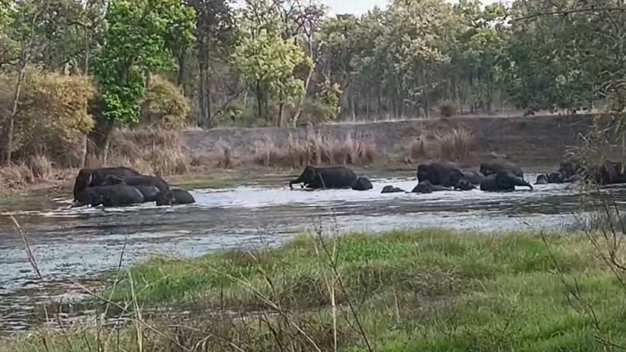 A herd of elephants was seen having fun in the water