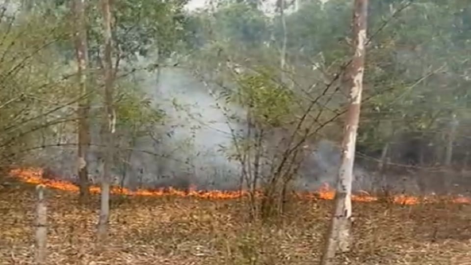 Police officers brought the fire in the forest under control in Jagdalpur