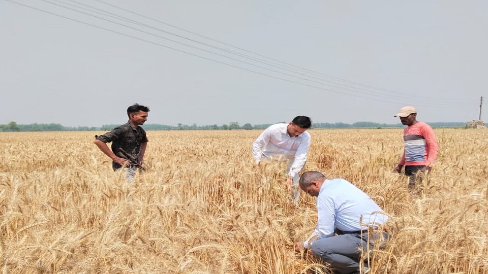 DM Uday Raj Singh started crop cutting by cutting wheat in rudrapur