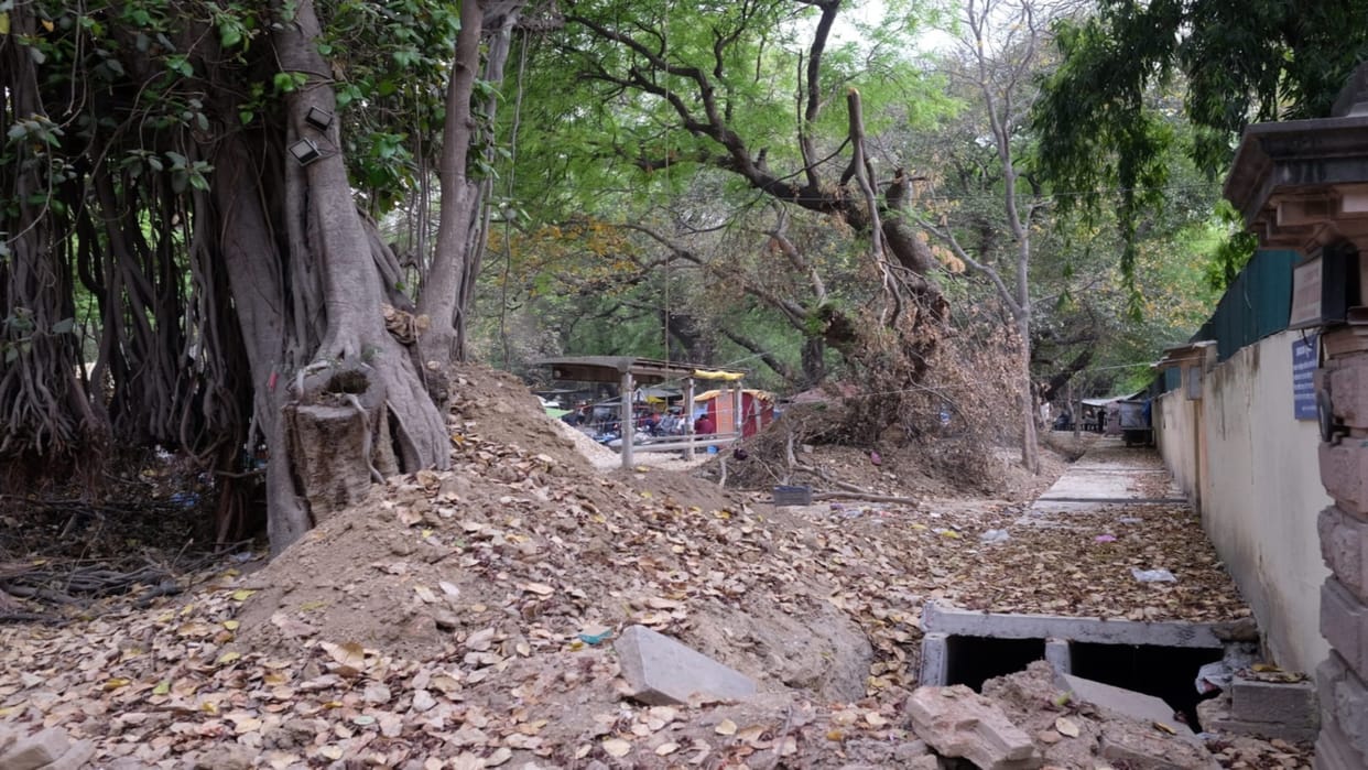 Nine hundred life giving trees will be sacrificed for the divinity of Maha Kumbh, more than 80 trees were upro