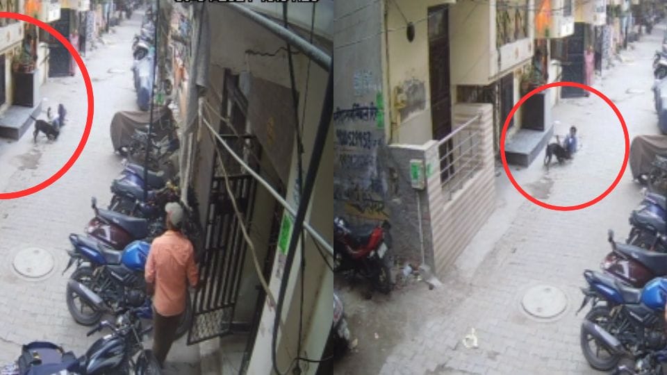 American bull dog bites child who playing in Pragati Welfare Society delhi