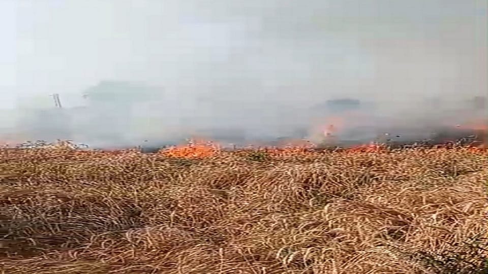 Crop caught fire due to spark from wires